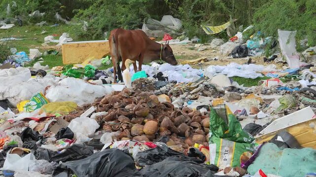 Cows eating garbage, Cows eating plastic, waste management crisis, cattle garbage dump, birds at landfill, garbage dump ecology, garbage contamination animals, crows eating birds garbage, food wastes.