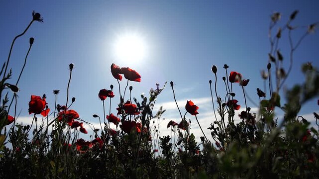 Vibrant poppies bloom under golden sun in expansive countryside landscape. Low angle static perspective emphasizes natural botanical beauty against a deep blue sky.