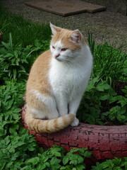 cat in the garden © Роман Хмелівський