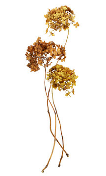 Dry brown hydrangea flowers painted in gold in a small autumn bouquet isolated on white or transparent background