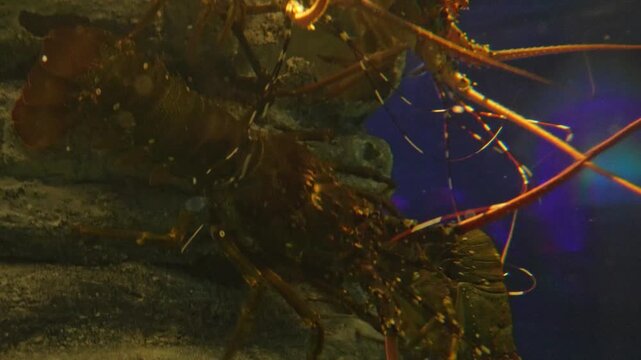 Lobster, seafood, marine life, crustacean, ocean animal, shellfish, sea creature, Maine lobster, spiny lobster, rock lobster, sea food concept, lobster fishing, steamed lobster, grilled lobster.