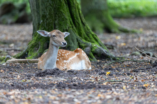 Reh im Wald