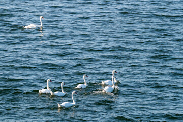 Beautiful flock of white swans swimming in the blue sea water of Stockholm archipelago. Wild birds in Baltic sea under soft morning sunrise light in nature of Sweden. © Vlad Rakin