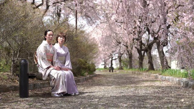 Two women in patterned and lavender kimonos sit on a bench beneath hanging pink cherry blossoms. Japan, April 19, 2025, spring.
