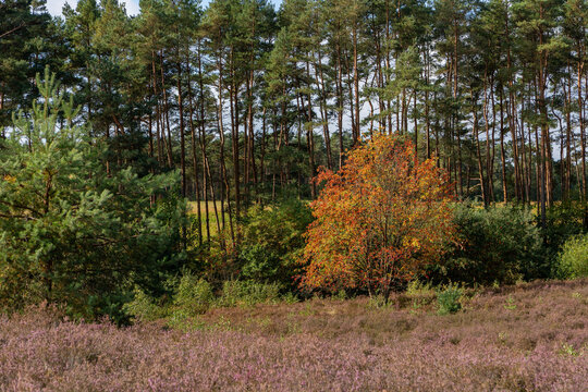 Herbstfarben im Kiefernwald mit bl&uuml;hender Heide
