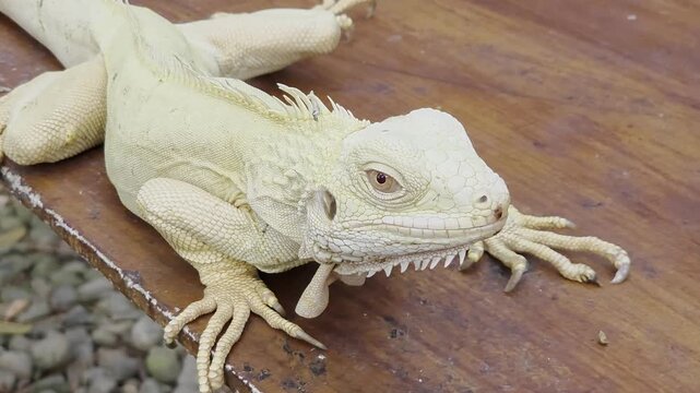 Close-up of a Large Green Iguana Resting on a Wooden Surface and Flicking Its Tongue