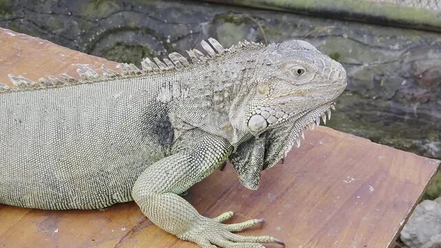 Close-up of a Large Green Iguana Resting on a Wooden Surface and Flicking Its Tongue