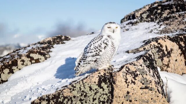Magnificent snowy owl sitting on a rock in a vast, snow covered landscape on a sunny winter day