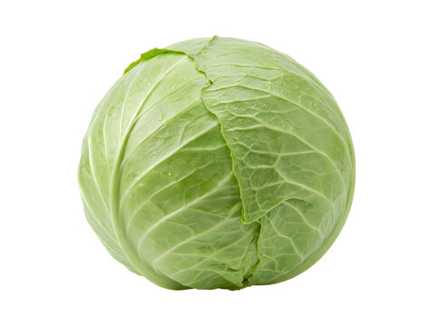 Fresh green cabbage head isolated on white background for healthy food and cooking concepts
