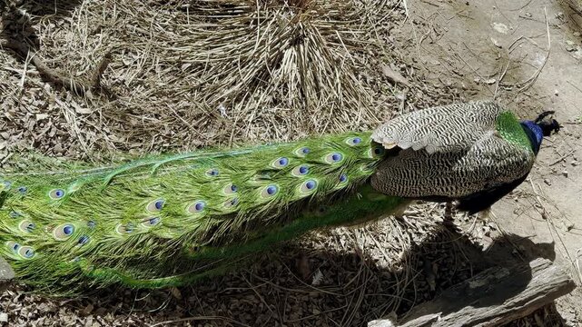 Male peacock walking across sunlit ecopark floor, long iridescent tail feathers