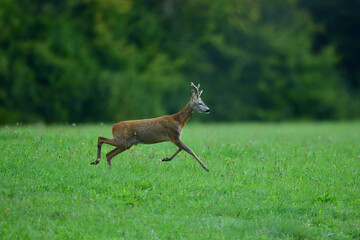Roe deer grazing grass in the  springtime  © Pavol Klimek
