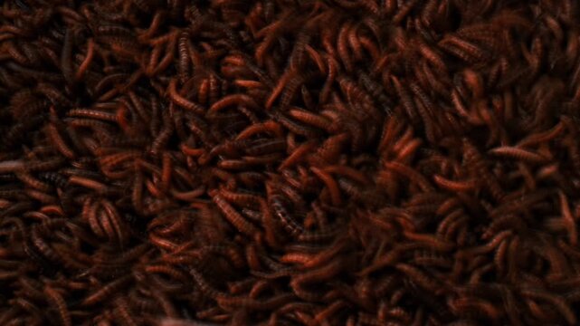 Massive pile of wriggling dark red bloodworms moving in chaotic swarm.