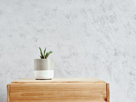 Haworthia succulent plant in minimalist pot on wood