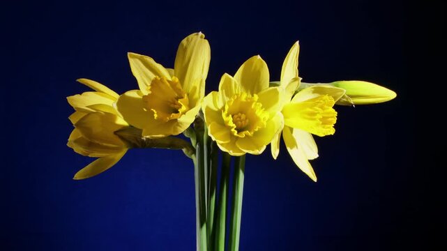 yellow daffodils blooming on black and blue background
