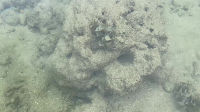 Person walking through shallow coastal water over bivalve shells