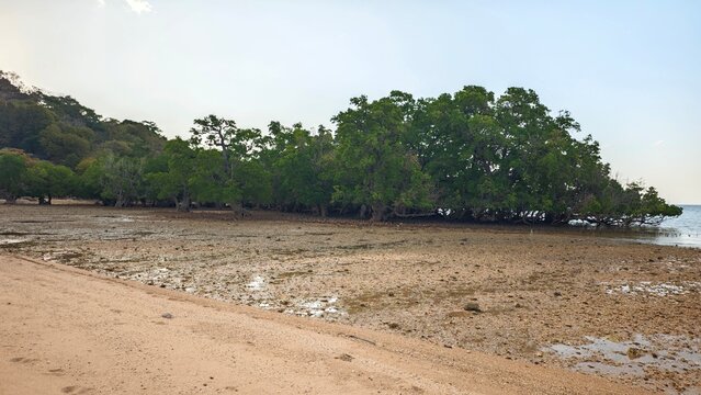 Coastal mangrove forest exposed at low tide with rocky shore, lush green trees and dramatic tropical clouds in a natural seaside ecosystem
