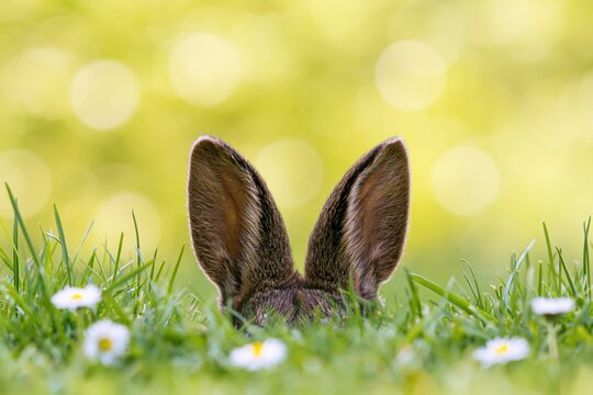 The Rabbit Ears Peeking Through Spring Grass and Daisies in Sunlight