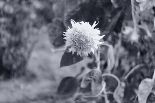 Black and white close-up of wilting sunflowers in a garden. The image features a grainy, vintage film texture and shallow depth of field, capturing the melancholic beauty of fading nature and autumn.
