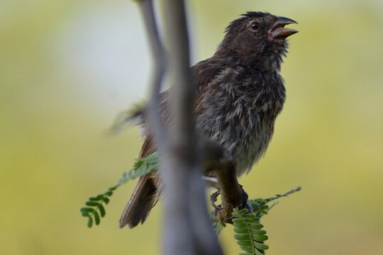 Darwin finch perched on a branch with an open beak singing against a soft yellow background, San Cristobal, Galapagos Islands, Ecuador