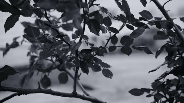 Black and white close-up of a thorny branch with dark leaves against a blurred background. The image features a gritty film grain texture, creating a moody, vintage, and atmospheric natural scene.