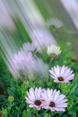 VISION CREATIVA DE UNAS BELLAS FLORES DE MARGARITA © AmadeoAV