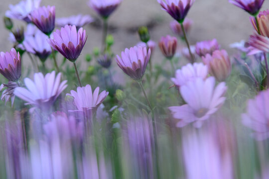 VISION CREATIVA DE UNAS BELLAS FLORES DE MARGARITA