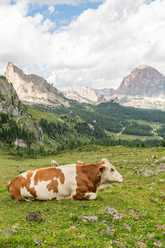 Selva di Cadore, Italy. Alpine hiking landscape, mountain pastures and Dolomite peaks along the Mondeval trail