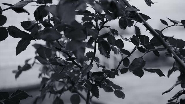 Black and white close-up of a thorny branch with dark leaves against a blurred background. The image features a gritty film grain texture, creating a moody, vintage, and atmospheric natural scene.