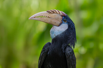 Papuan Hornbill, Blyth's hornbill (Rhyticeros plicatus). Beautiful jungle hornbill © mylasa