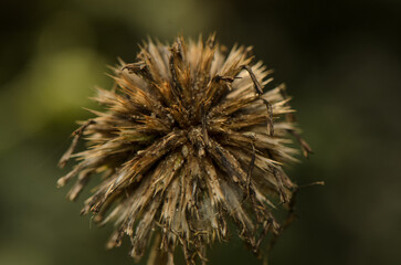Fototapeta premium Macro botanical photograph of a dried seed head with sharp spiky seed pods against a dark background