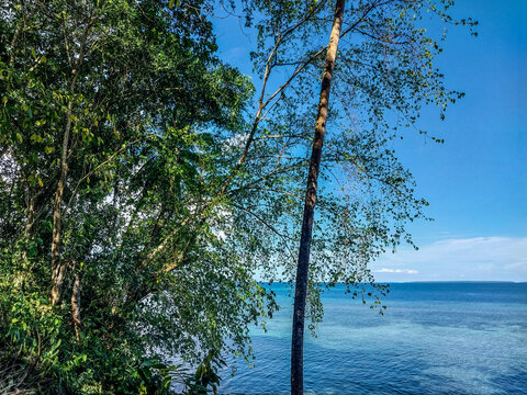 Tropical Coastal View with Lush Green Trees and Clear Blue Sea
