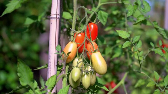 Tomatoes, from green to red, growing in a vegetable garden. Vegetable garden concept highlighting sustainable and healthy, homegrown food.
