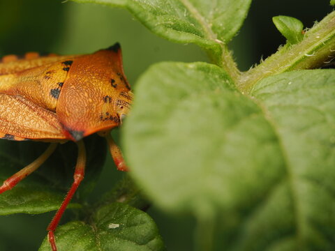 Chinche apestosa o de escudo (Pentatomidae) de llamativos tonos naranjas reposando sobre verdes hojas. Una imagen vibrante de la vida silvestre y la biodiversidad en la naturaleza.