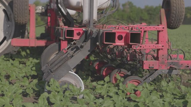 Agricultural Inter-row cultivator performing mechanical cultivation and weed control between rows of young sunflower plants in an agricultural field. slow motion ProRes 422 10 bit C-LOG video.
