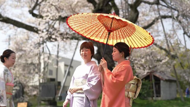 Three women in patterned, lavender and orange kimonos stand together beneath a paper parasol and cherry blossoms. Japan, April 19, 2025, spring.