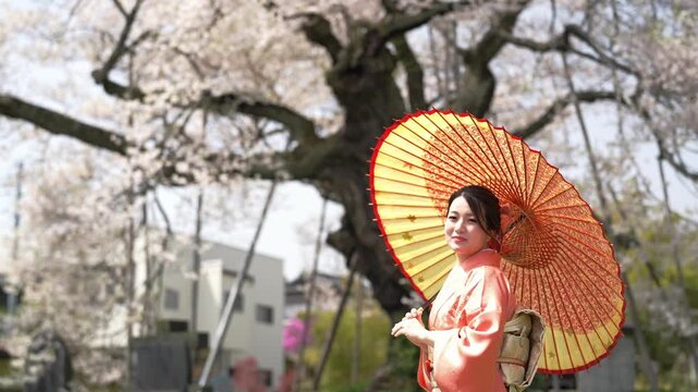 A woman in an orange kimono stands in profile with an open paper parasol beneath cherry blossoms. Japan, April 19, 2025, spring.