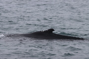 Hump backed whale resting at water surface before about to submerge, Eyjafjordur, near Hauganes, Akureyri, Iceland © Trevor Benbrook