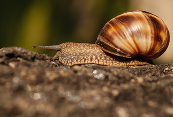 a snail in the depths of the forest © mkremin