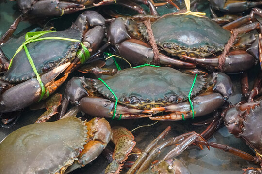 Live mud crabs (*Scylla serrata*) tied with rope to ensure safety during handling.