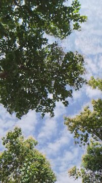 Vertical footage looking through lush tropical tree canopies toward a blue sky with soft clouds, capturing peaceful natural scenery, foliage and outdoor atmosphere.