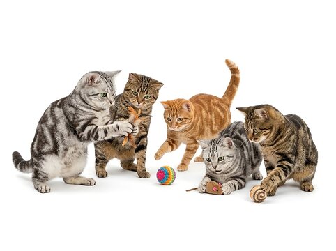 Group of Cute Cats Playing Together. For pet care advertising, cat food campaigns, veterinary services, animal insurance, pet product packaging, adoption and animal welfare campaigns