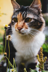 Cat and Flowers © ZimamCandrasa