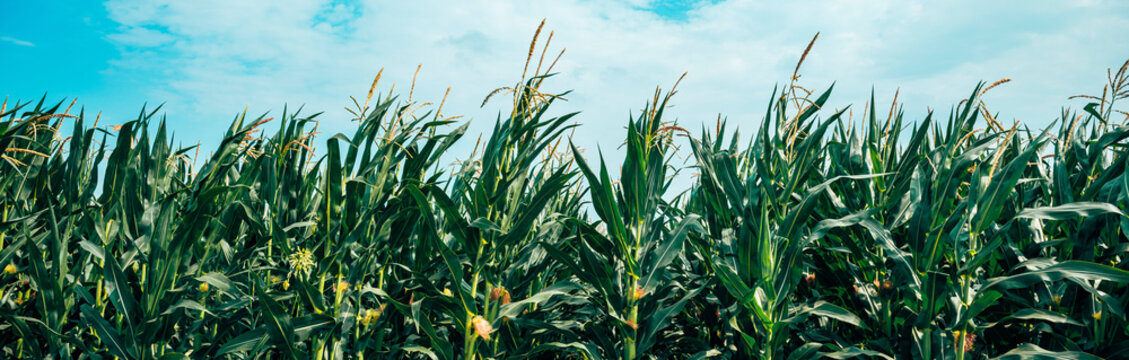 Cultivated corn crop field under summer skies with healthy growing plants.