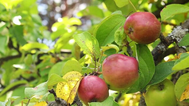 Ripe red apples on a tree branch in a sunny garden. Close-up of ripe red apples growing on an apple tree branch among bright green leaves. Fresh autumn harvest in a farm garden. Organic gardening