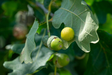 Green acorns and oak leaves on a tree branch. Immature green acorn with a cupule and a round oak gall on a branch among leaves, symbolizing summer, growth, and nature © Vitalii