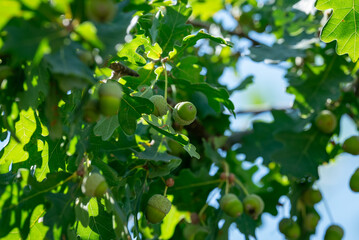 Green acorns on oak branches among leaves. Many green immature acorns on oak branches against the light, symbolizing summer, growth, nature, and a rich harvest © Vitalii