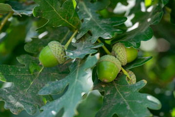 Coating and spots on green oak leaves with acorns. Immature acorns and a characteristic whitish dusty coating on oak leaves, symbolizing summer and nature © Vitalii