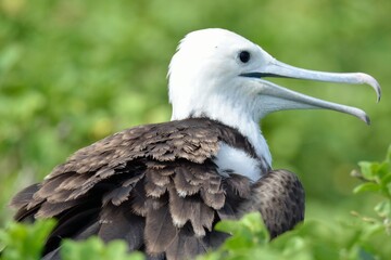 Profile portrait of a juvenile frigatebird with a white head and wide open beak perched in green bushes, San Cristobal, Galapagos Islands, Ecuador © Christian