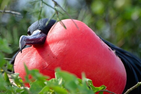 Close-up portrait of a male frigatebird with a fully inflated bright red gular pouch, San Cristobal, Galapagos Islands, Ecuador