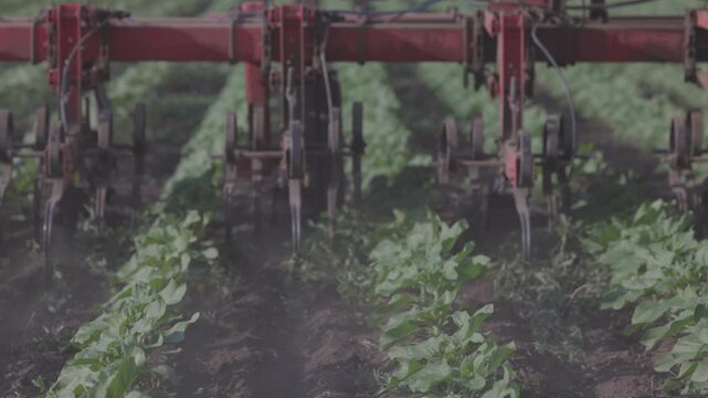 Agricultural Inter-row cultivator performing mechanical cultivation and weed control between rows of young sunflower plants in an agricultural field. slow motion ProRes 422 10 bit C-LOG video.